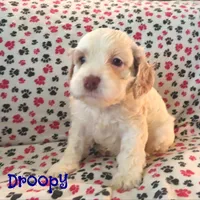 CKC Droopy, a male Cockapoo for sale in Winston-Salem, NC – Photo 4 of 8