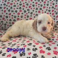 CKC Droopy, a male Cockapoo for sale in Winston-Salem, NC – Photo 7 of 8