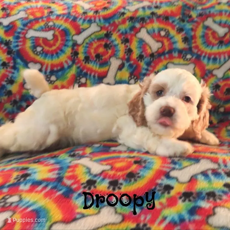 CKC Droopy – Cockapoo puppy for sale in Winston-Salem, NC
