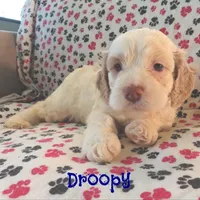 CKC Droopy, a male Cockapoo for sale in Winston-Salem, NC – Photo 5 of 8