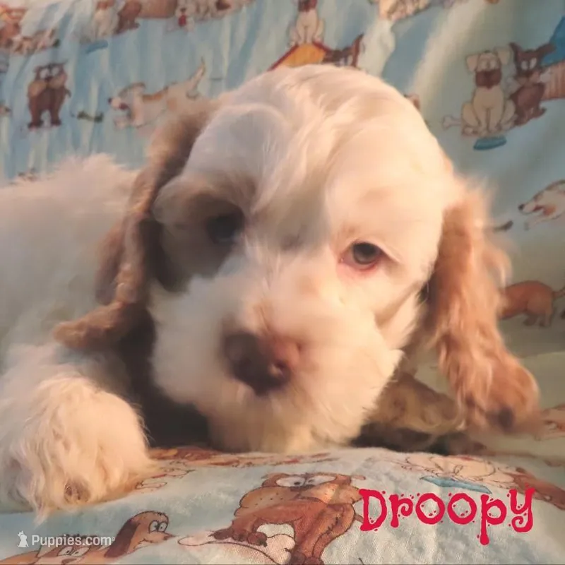 CKC Droopy – Cockapoo puppy for sale in Winston-Salem, NC