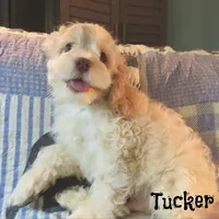  Tucker, a male Cockapoo for sale in Winston-Salem, NC – 1 of 10