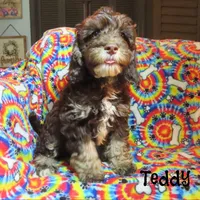 CKC Teddy, a male Cockapoo for sale in Winston-Salem, NC – 5 of 10