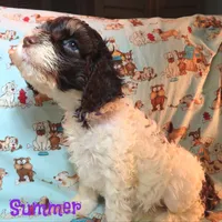 CKC Summer, a female Cockapoo for sale in Winston-Salem, NC – 8 of 10