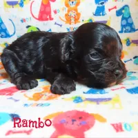 CKC Rambo, a male Cockapoo for sale in Winston-Salem, NC – 10 of 10