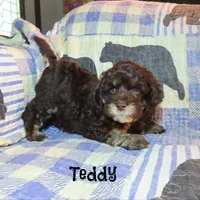 CKC Teddy, a male Cockapoo for sale in Winston-Salem, NC – 10 of 10