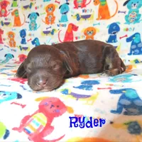 CKC Ryder, a male Cockapoo for sale in Winston-Salem, NC – 8 of 10