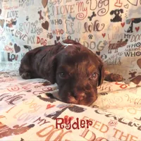 CKC Ryder, a male Cockapoo for sale in Winston-Salem, NC – 4 of 10