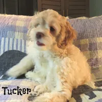  Tucker, a male Cockapoo for sale in Winston-Salem, NC – 6 of 10