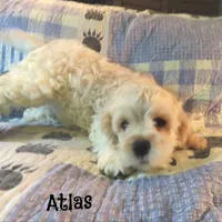  Atlas, a male Cockapoo for sale in Winston-Salem, NC – 8 of 10