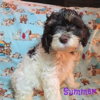 CKC Summer, a female Cockapoo for sale in Winston-Salem, NC – 10 of 10