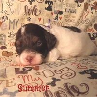 CKC Summer, a female Cockapoo for sale in Winston-Salem, NC – 3 of 10