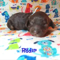 CKC Ryder, a male Cockapoo for sale in Winston-Salem, NC – 9 of 10