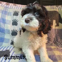 CKC Summer, a female Cockapoo for sale in Winston-Salem, NC – 4 of 10
