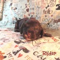 CKC Ryder, a male Cockapoo for sale in Winston-Salem, NC – 7 of 10