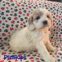 CKC Penelope, a female Cockapoo for sale in Winston-Salem, NC – Photo 2 of 8