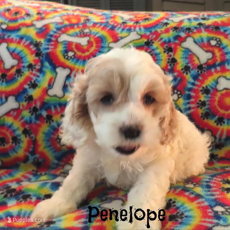 CKC Penelope – Cockapoo puppy for sale in Winston-Salem, NC
