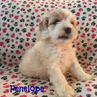 CKC Penelope, a female Cockapoo for sale in Winston-Salem, NC – Photo 4 of 8