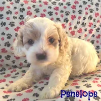 CKC Penelope, a female Cockapoo for sale in Winston-Salem, NC – Photo 5 of 8