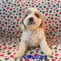 CKC Penelope, a female Cockapoo for sale in Winston-Salem, NC – Photo 6 of 8