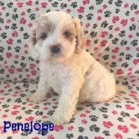 CKC Penelope, a female Cockapoo for sale in Winston-Salem, NC – Photo 7 of 8