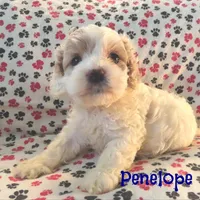 CKC Penelope, a female Cockapoo for sale in Winston-Salem, NC – Photo 3 of 8