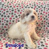 CKC Penelope, a female Cockapoo for sale in Winston-Salem, NC – Photo 8 of 8
