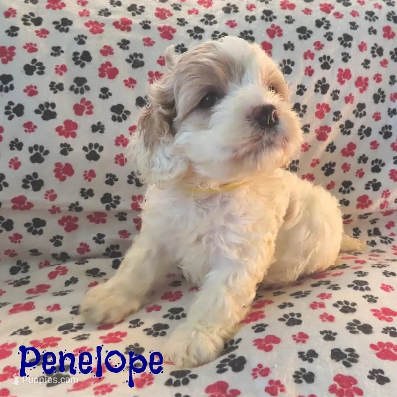 CKC Penelope – Cockapoo puppy for sale in Winston-Salem, NC
