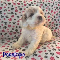 CKC Penelope, a female Cockapoo for sale in Winston-Salem, NC – Photo 1 of 8