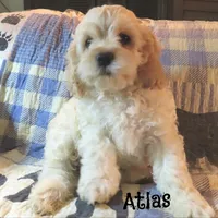 Atlas, a male Cockapoo for sale in Winston-Salem, NC – 5 of 10