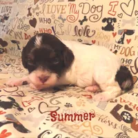 CKC Summer, a female Cockapoo for sale in Winston-Salem, NC – 6 of 10