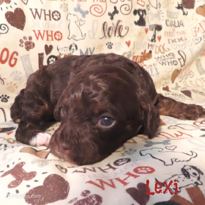 CKC Lexi – Cockapoo puppy for sale in Winston-Salem, NC