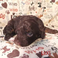 CKC Lexi, a female Cockapoo for sale in Winston-Salem, NC – 1 of 10