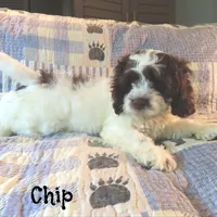 Chip, a male Cockapoo for sale in Winston-Salem, NC – 3 of 10