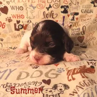 CKC Summer, a female Cockapoo for sale in Winston-Salem, NC – 5 of 10