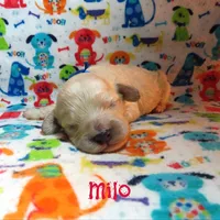 CKC Milo, a male Cockapoo for sale in Winston-Salem, NC – 9 of 10