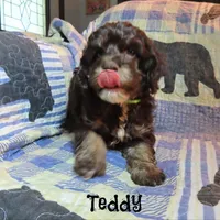 CKC Teddy, a male Cockapoo for sale in Winston-Salem, NC – 9 of 10