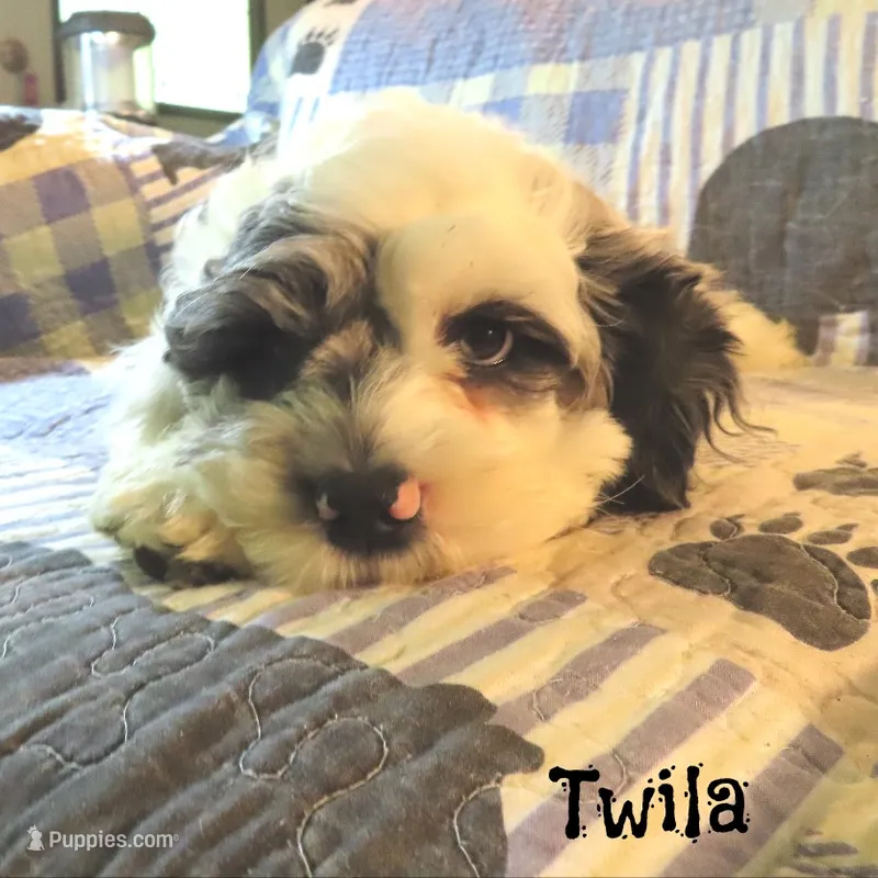  Twila – Cockapoo puppy for sale in Winston-Salem, NC