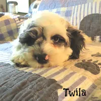  Twila, a female Cockapoo for sale in Winston-Salem, NC – 1 of 10