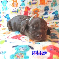 CKC Ryder, a male Cockapoo for sale in Winston-Salem, NC – 10 of 10