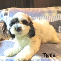  Twila, a female Cockapoo for sale in Winston-Salem, NC – 2 of 10