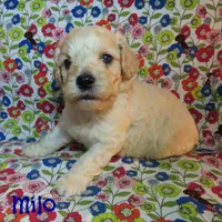 CKC Milo, a male Cockapoo for sale in Winston-Salem, NC – 7 of 10