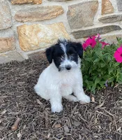 Daisy, a female Fox Terrier and Maltipoo for sale in Quarryville, PA – 3 of 3