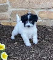 Daisy, a female Fox Terrier and Maltipoo for sale in Quarryville, PA – 2 of 3