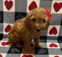 Trixie, a female Irish Doodle for sale in Quarryville, PA – Photo 2 of 3