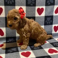 Trixie, a female Irish Doodle for sale in Quarryville, PA – Photo 3 of 3