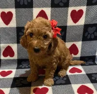 Trixie, a female Irish Doodle for sale in Quarryville, PA – Photo 1 of 3