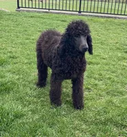 Polly, a female Poodle - Standard  for sale in Quarryville, PA – Photo 1 of 5