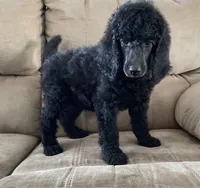 Polly, a female Poodle - Standard  for sale in Quarryville, PA – Photo 5 of 5