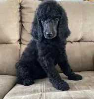 Polly, a female Poodle - Standard  for sale in Quarryville, PA – Photo 4 of 5